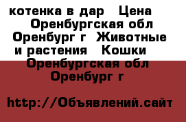 котенка в дар › Цена ­ 10 - Оренбургская обл., Оренбург г. Животные и растения » Кошки   . Оренбургская обл.,Оренбург г.